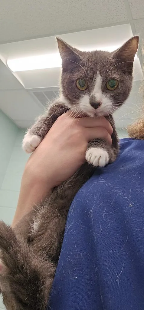 A baby small-sized male Domestic Short Hair cat named Michael Scott for adoption in Athens, TN
