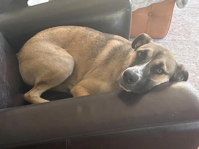 A young large-sized male German Shepherd Dog dog named Saka for adoption in Coarsegold, CA