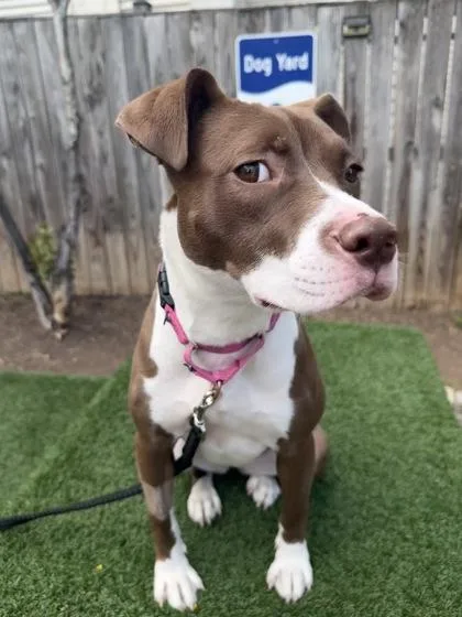 A young medium-sized female Mixed Breed dog named Layla for adoption in Washington, DC