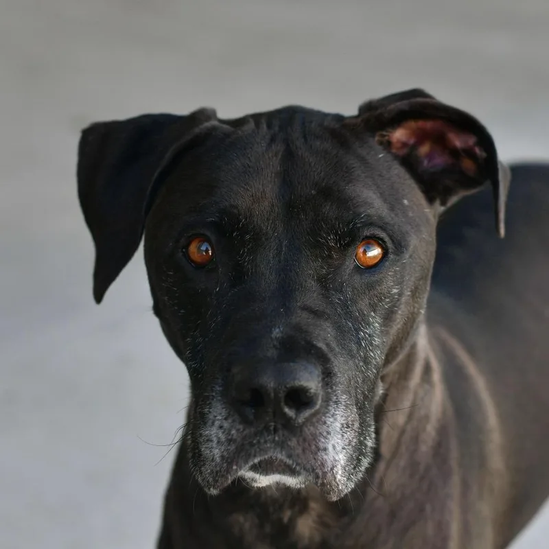 A senior medium-sized male Black Mixed Breed dog named Vinnie for adoption in Ottawa, KS