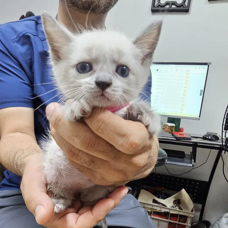 A baby small-sized female Domestic Short Hair cat named Misty for adoption in Guaynabo, PR