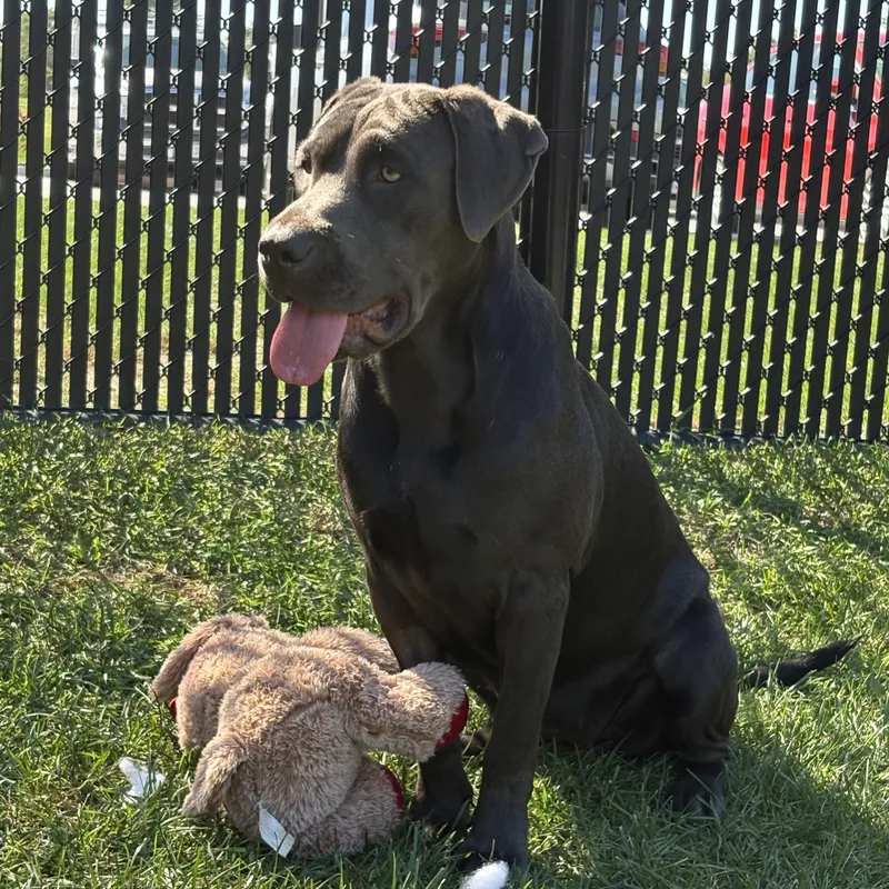 A young large-sized female Gray / Blue / Silver Labrador Retriever dog named Lisa for adoption in Kankakee, IL