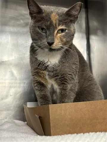 A young small-sized female Domestic Short Hair cat named Bailey for adoption in Panama City, FL