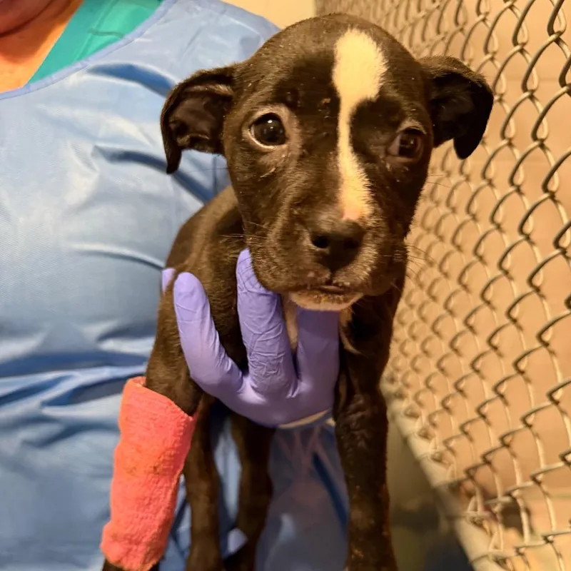 Nutty Buddy thumbnail 3