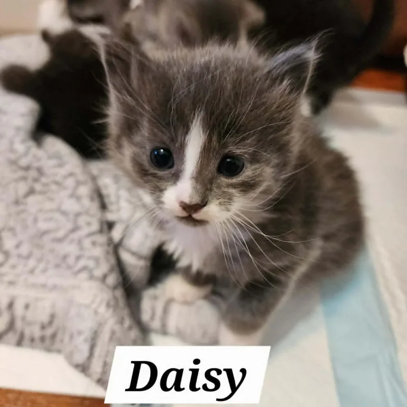 A baby small-sized female Gray / Blue / Silver Domestic Medium Hair cat named Daisy for adoption in Reisterstown, MD