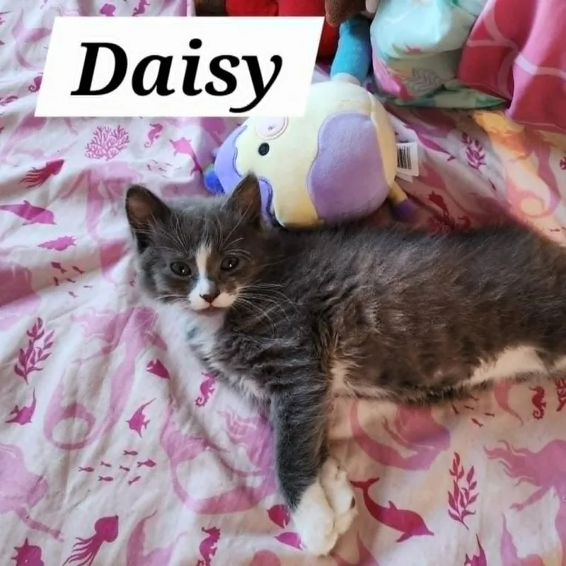 Daisy thumbnail 3