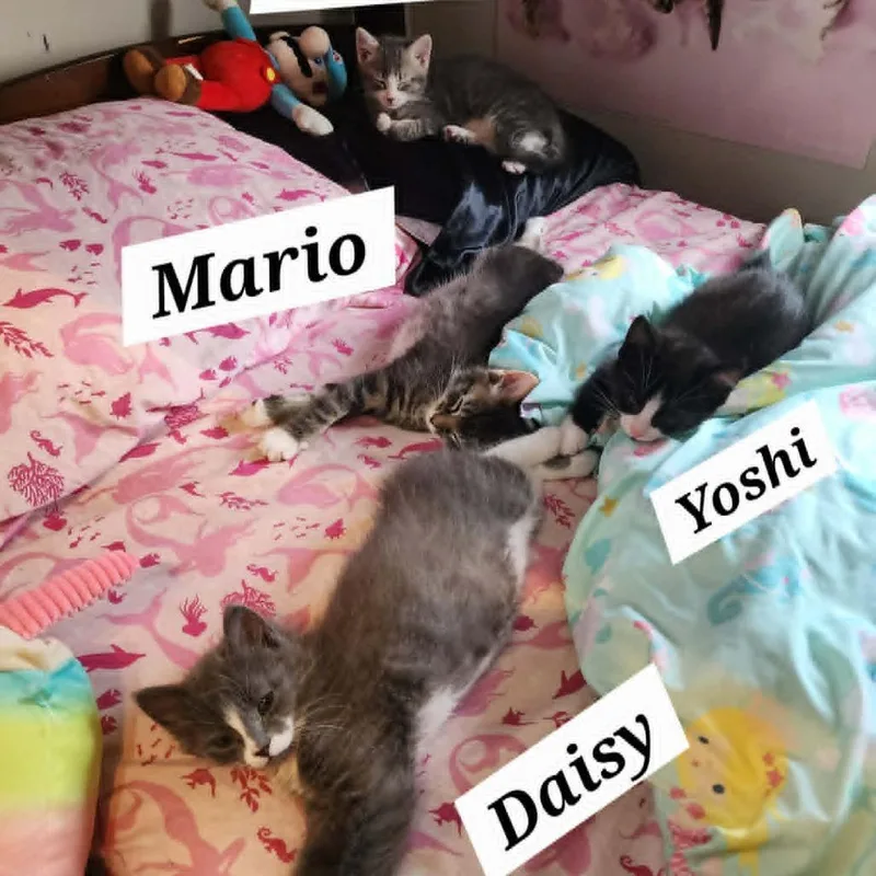 Daisy thumbnail 4