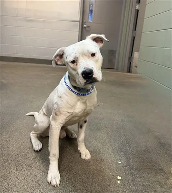 A young medium-sized male Mixed Breed dog named Duece for adoption in Jacksonville, FL