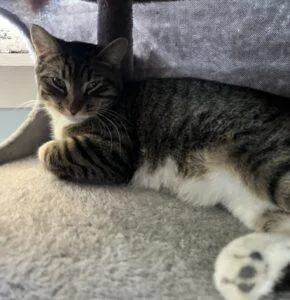 An adult small-sized female Domestic Short Hair cat named Tara for adoption in Caribou, ME