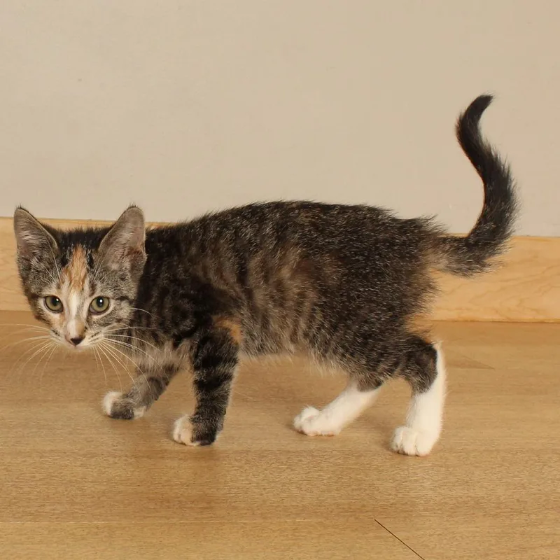 A baby small-sized female Torbie Domestic Short Hair cat named Funnel Cake C for adoption in Minnetonka, MN