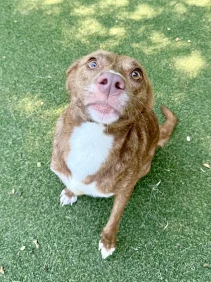 An adult medium-sized female Terrier dog named Bethany for adoption in Picayune, MS