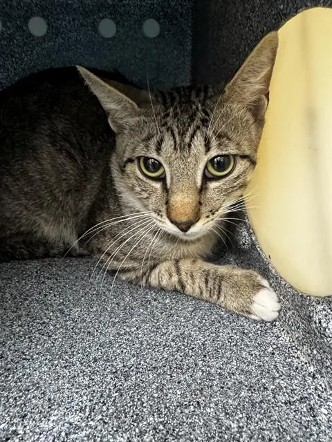 A young small-sized male Domestic Short Hair cat named Joey for adoption in Naples, FL