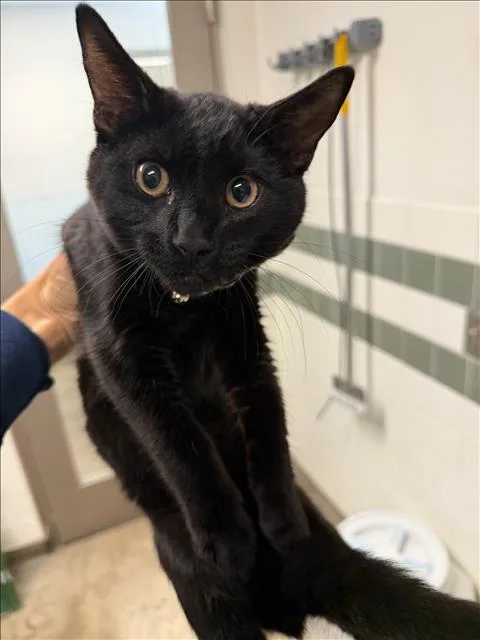 A baby medium-sized male Domestic Short Hair cat named Mystic for adoption in Van Nuys, CA