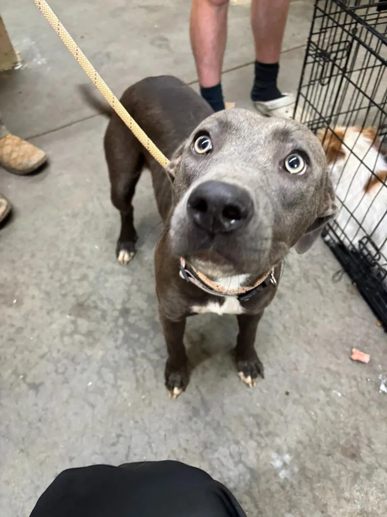 A young medium-sized female Pit Bull Terrier dog named Diamond for adoption in Swainsboro, GA