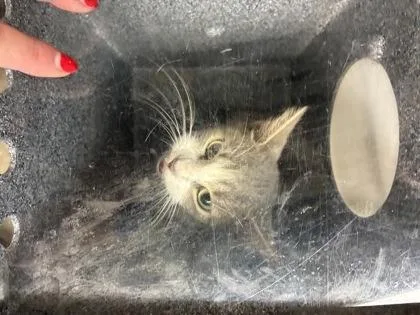 An adult small-sized female Domestic Short Hair cat named Three for adoption in Gainesville, FL