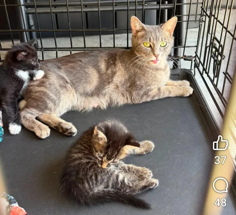 A young small-sized female Domestic Short Hair cat named Fiona for adoption in Darien, GA