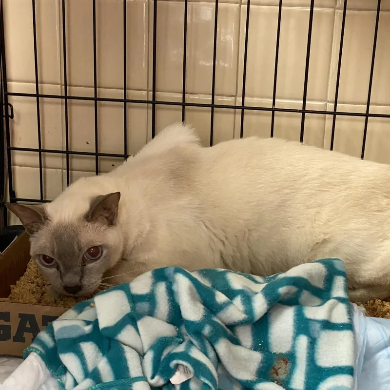 A senior medium-sized male Lilac Point Burmese cat named Spencer for adoption in Westminster, CA