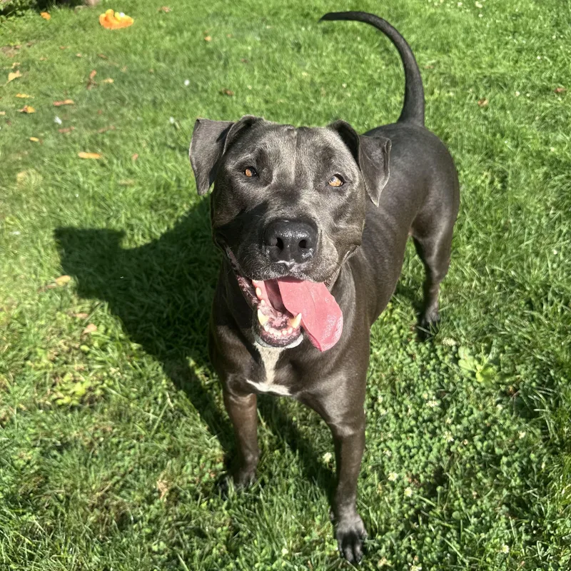 An adult large-sized male Gray / Blue / Silver Mixed Breed dog named Blue for adoption in Myerstown, PA
