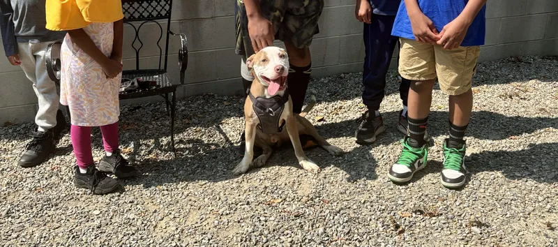 An adult medium-sized male American Staffordshire Terrier dog named Finn for adoption in East Orange, NJ