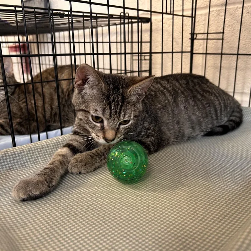A baby small-sized male Brown / Chocolate Domestic Short Hair cat named Sprinkle for adoption in Waynesboro, PA