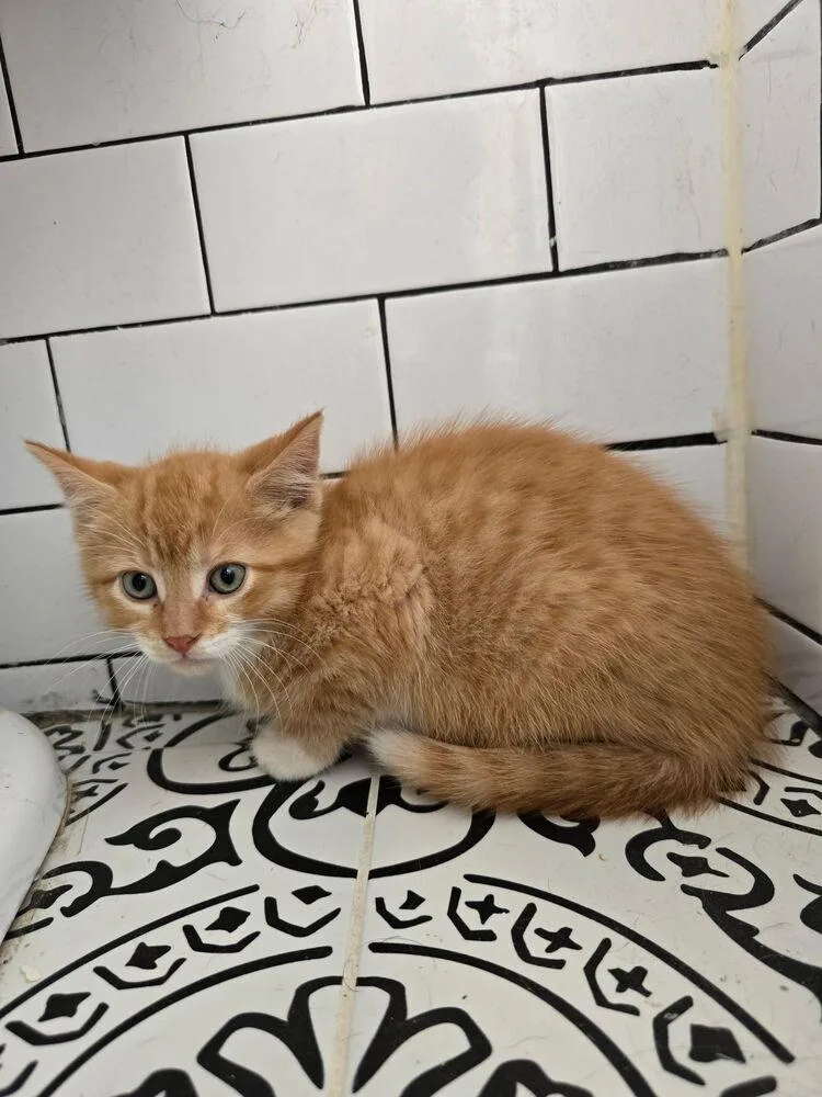 A baby small-sized male Orange & White Domestic Short Hair cat named Mango for adoption in Palatine, IL