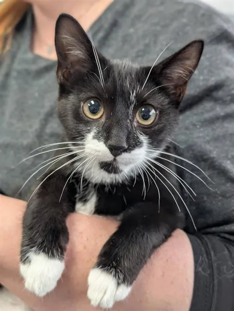 A baby small-sized male Domestic Short Hair cat named Boots for adoption in Canfield, OH