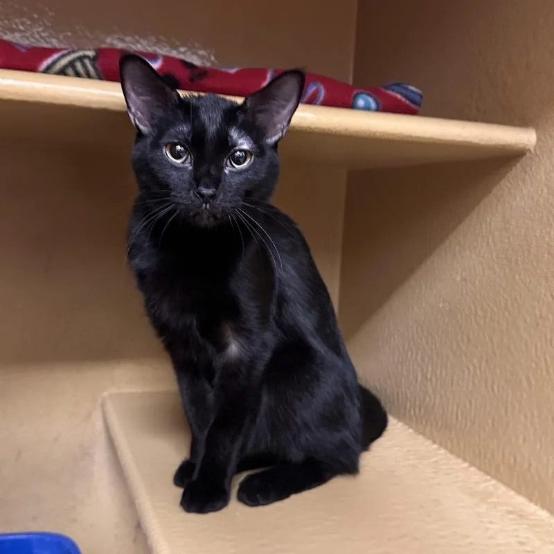A young medium-sized female Black Domestic Short Hair cat named Yo Yo for adoption in Spokane, WA