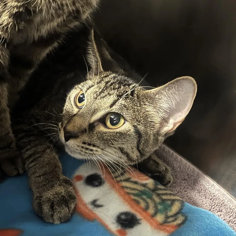 A young medium-sized female Brown / Chocolate Domestic Short Hair cat named Nicki for adoption in Hinsdale, IL