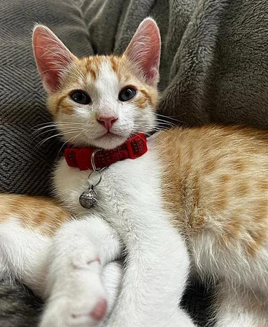 A baby small-sized male Domestic Short Hair cat named Chewy for adoption in Sacramento, CA