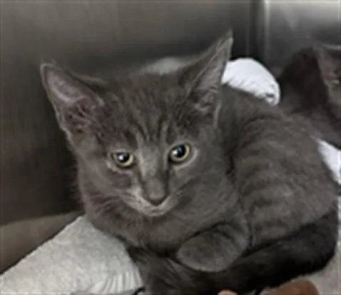 A baby small-sized male Domestic Short Hair cat named Theodore for adoption in Los Angeles, CA