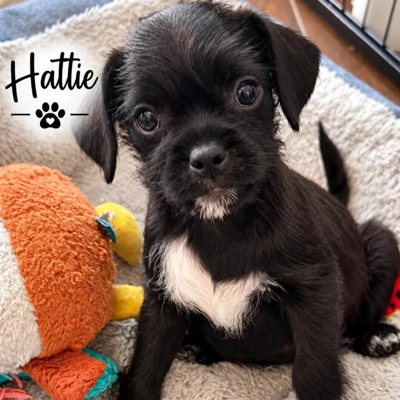 A baby small-sized female Terrier dog named Hattie for adoption in Santa Fe, TX