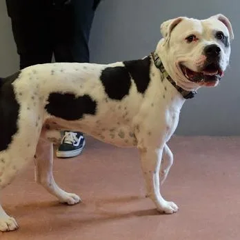 An adult large-sized male White / Cream Terrier dog named Pablo for adoption in Rapid City, SD