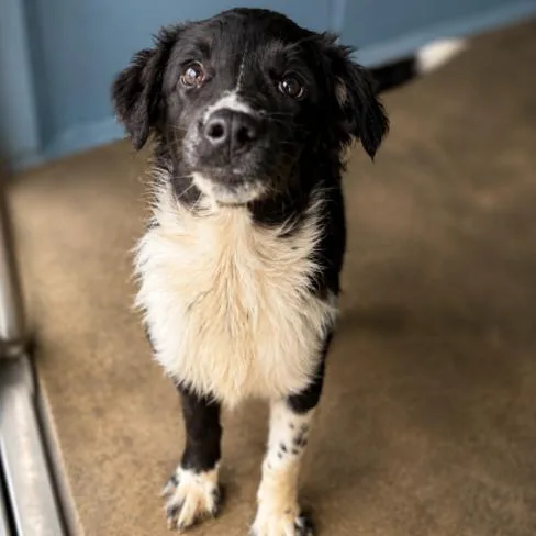 A baby medium-sized female Black Border Collie dog named CT Star Crunch for adoption in Eastford, CT