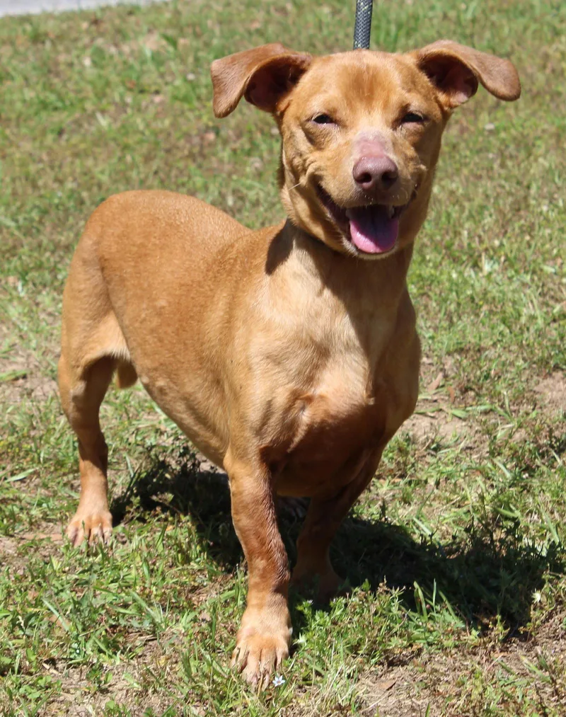 An adult medium-sized male Dachshund dog named Buster for adoption in Prattville, AL