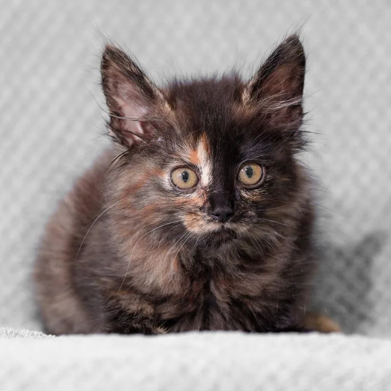 A baby small-sized female Domestic Medium Hair cat named Fawkes for adoption in Sunnyvale, CA