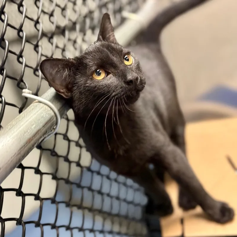A baby medium-sized female Black Domestic Short Hair cat named Jet for adoption in New York, NY