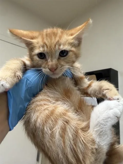 A baby small-sized male Domestic Short Hair cat named Joe for adoption in Riverside, CA