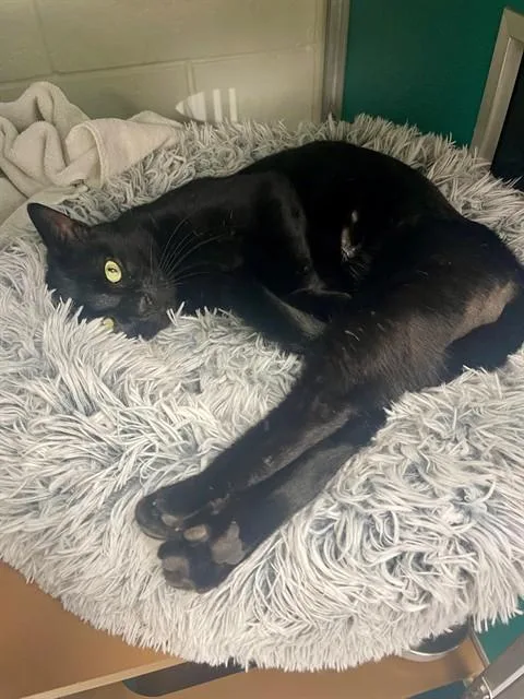 An adult medium-sized male Domestic Short Hair cat named Bruno for adoption in Naples, FL