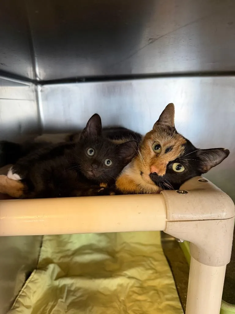 A baby small-sized female Domestic Short Hair cat named Palm for adoption in Port Jervis, NY