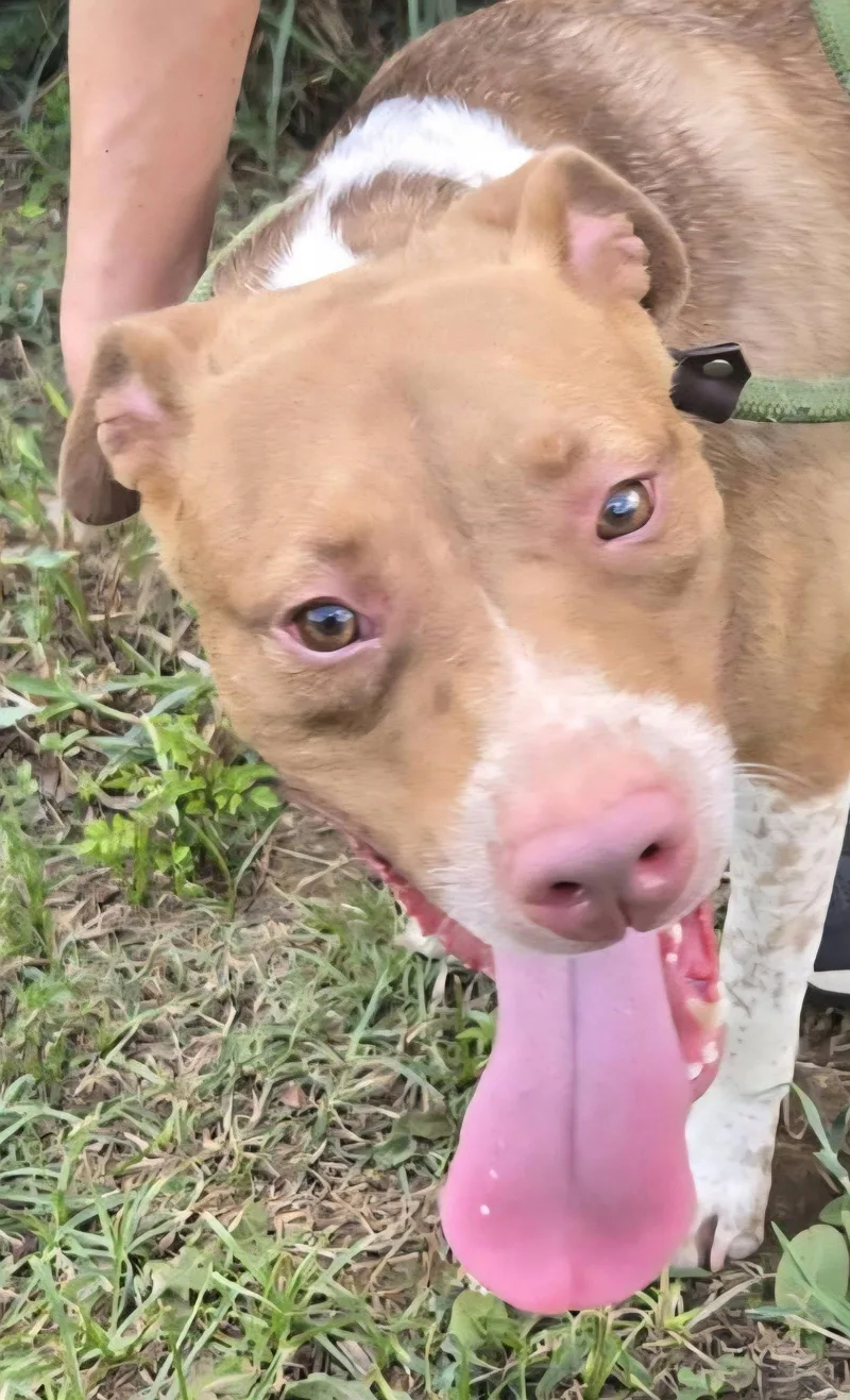 A young medium-sized female American Staffordshire Terrier dog named Claire for adoption in Jackson, MS