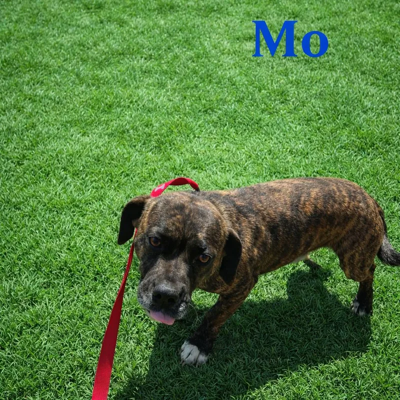 Mo