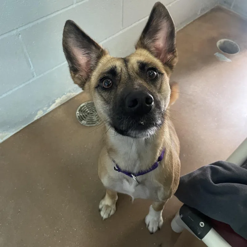 An adult medium-sized female Yellow / Tan / Blond / Fawn Belgian Shepherd / Malinois dog named Birdie for adoption in Kyle, TX