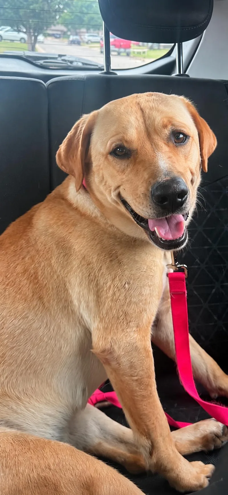 An adult medium-sized female Golden Yellow Labrador Retriever dog named Tina Turner for adoption in Yukon, OK