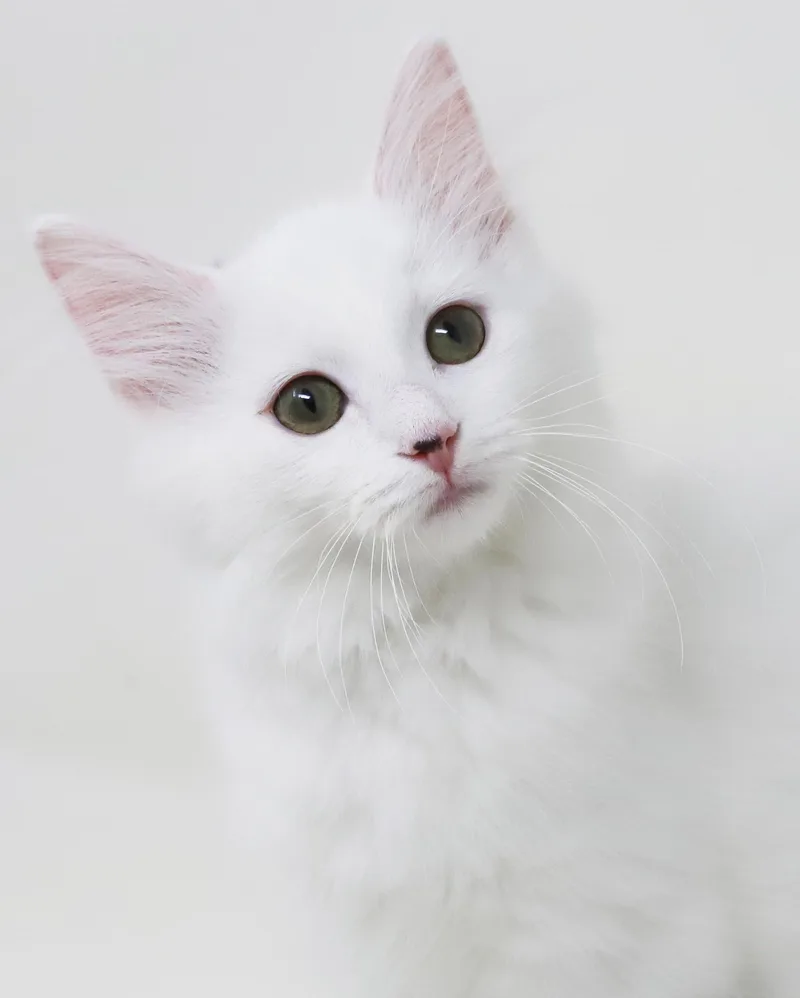 A baby small-sized female Black Ragdoll cat named Marshmallow is sooo darn for adoption in Bedford Hills, NY