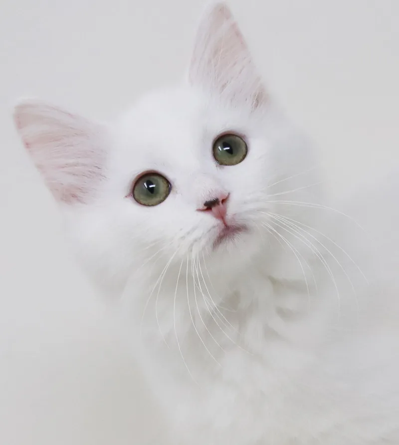 Marshmallow is sooo darn thumbnail 4