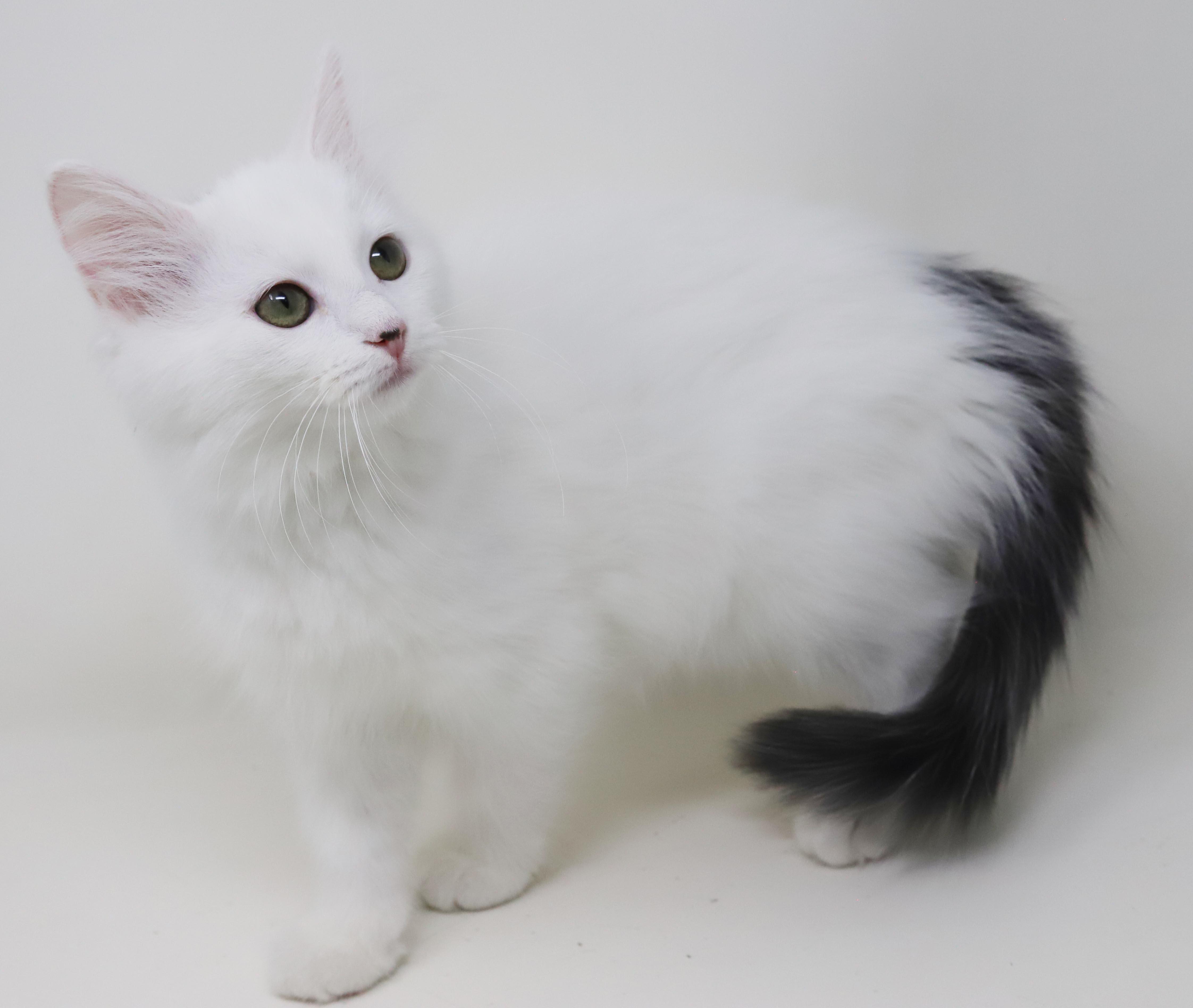 Marshmallow is sooo darn thumbnail 5