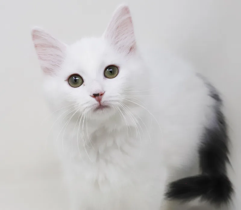 Marshmallow is sooo darn thumbnail 6