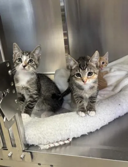A baby medium-sized male Domestic Short Hair cat named Subpoena for adoption in Collierville, TN