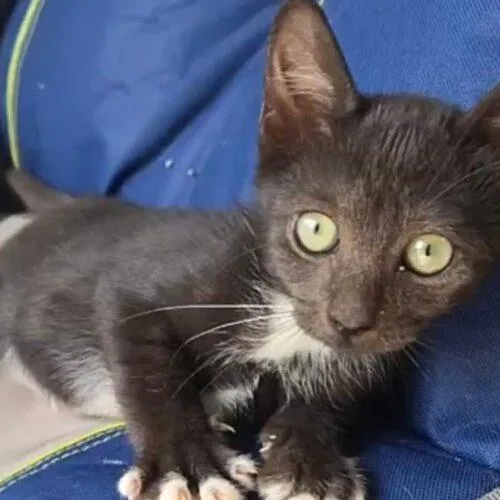 A baby small-sized female Domestic Short Hair cat named Sylvester j for adoption in Tampa, FL