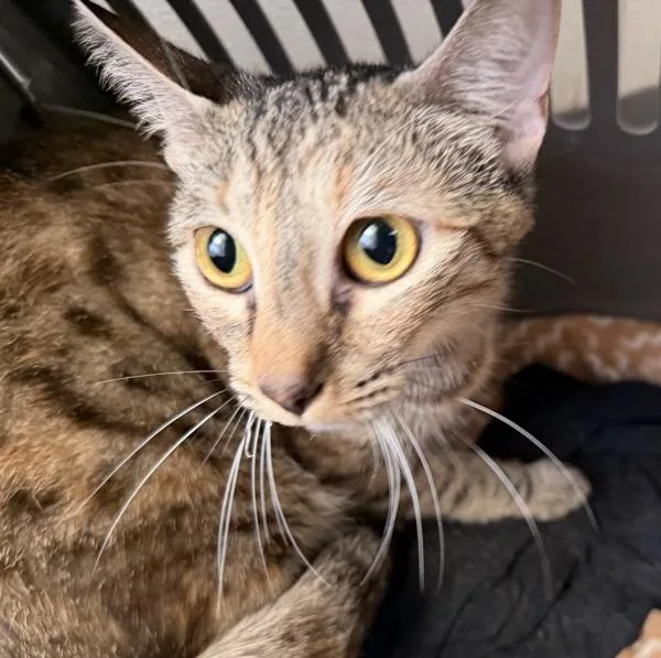 An adult small-sized female Domestic Short Hair cat named Fish for adoption in El Cajon, CA